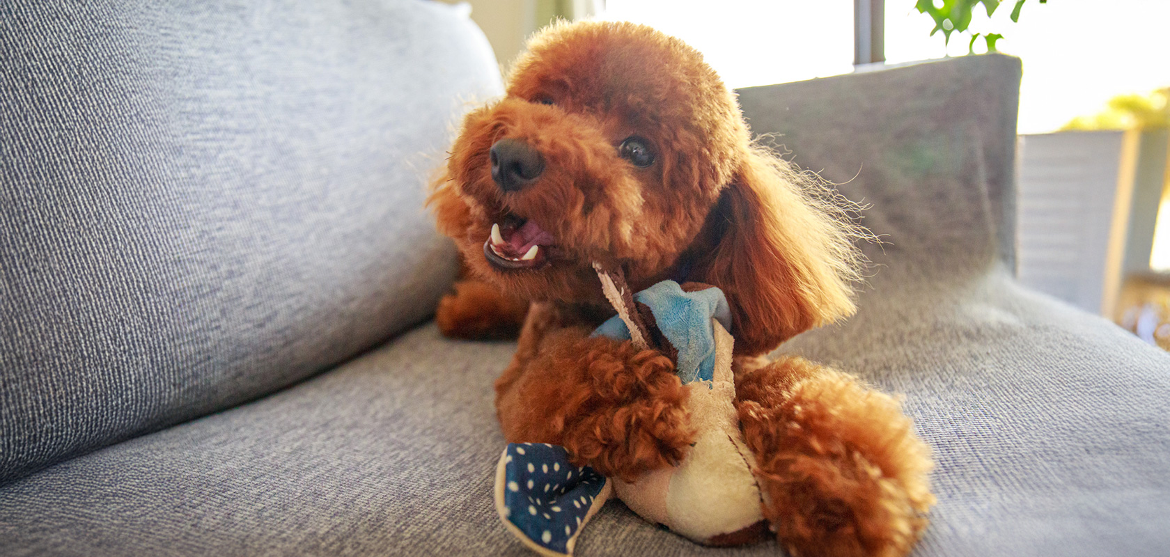 子犬の噛み癖の予防方法