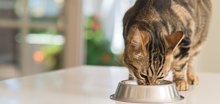 子育て世帯がペットを飼う際に考えなければならない危険・可能性