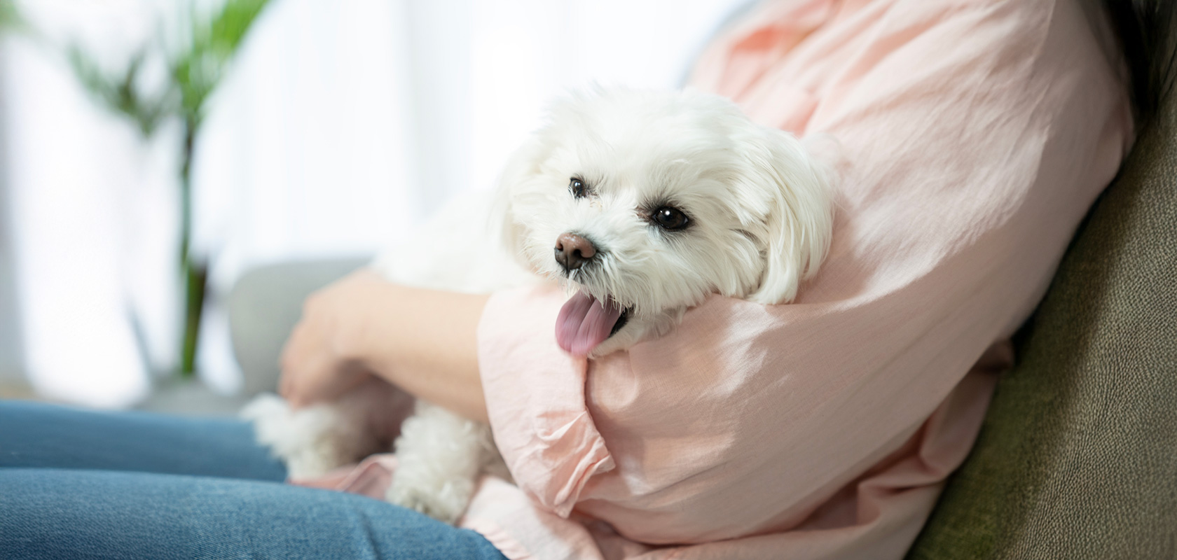 子犬の無駄吠えとは？いつまで続く？