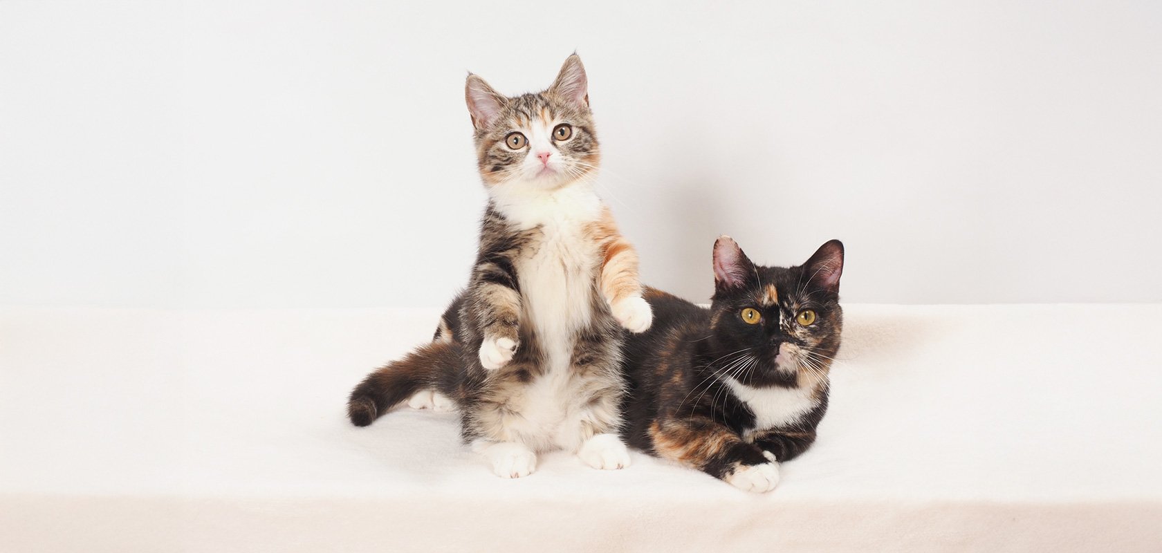 ネコちゃんの性格を決める要素