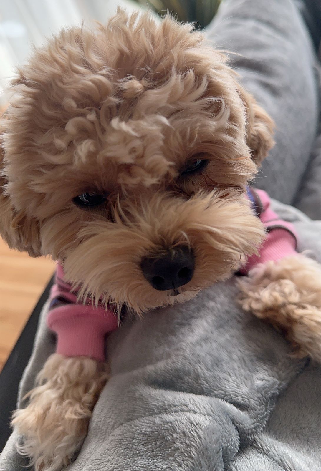 マルプーの成犬