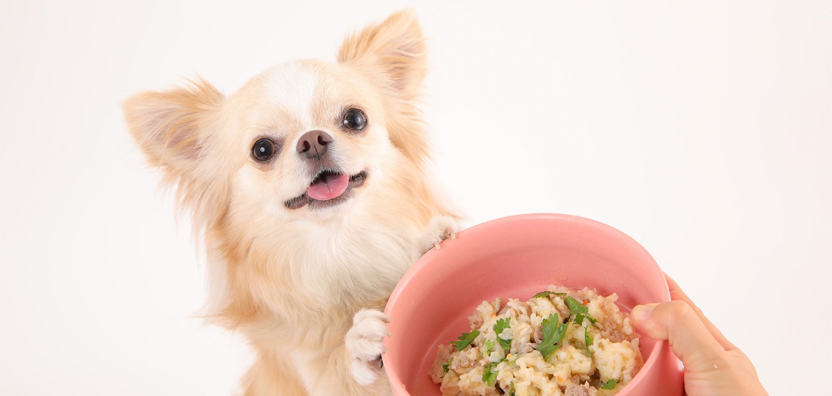 【食事編】初心者が知っておきたい愛犬の飼い方