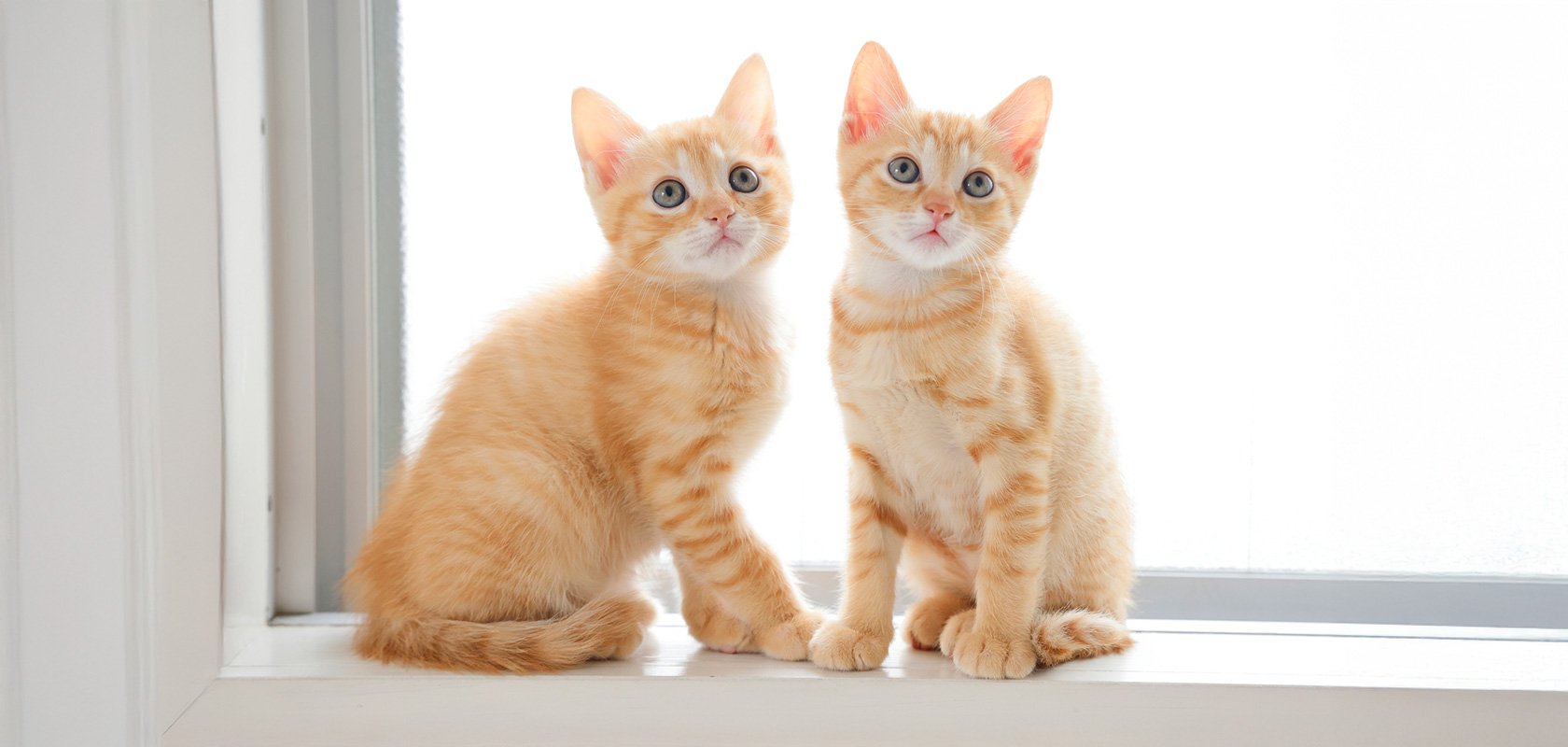 ネコちゃんの年齢は見た目でもわかる?3つの見分け方