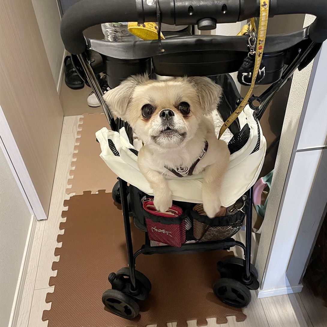 チワペキの成犬