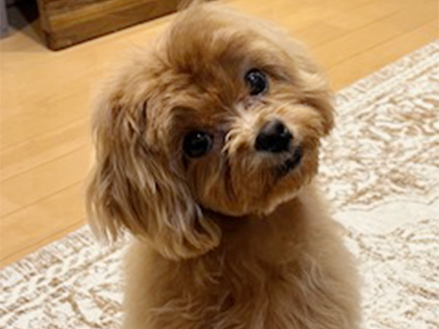マルプーの成犬