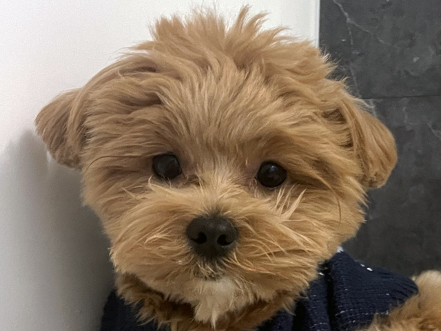 マルプーの成犬