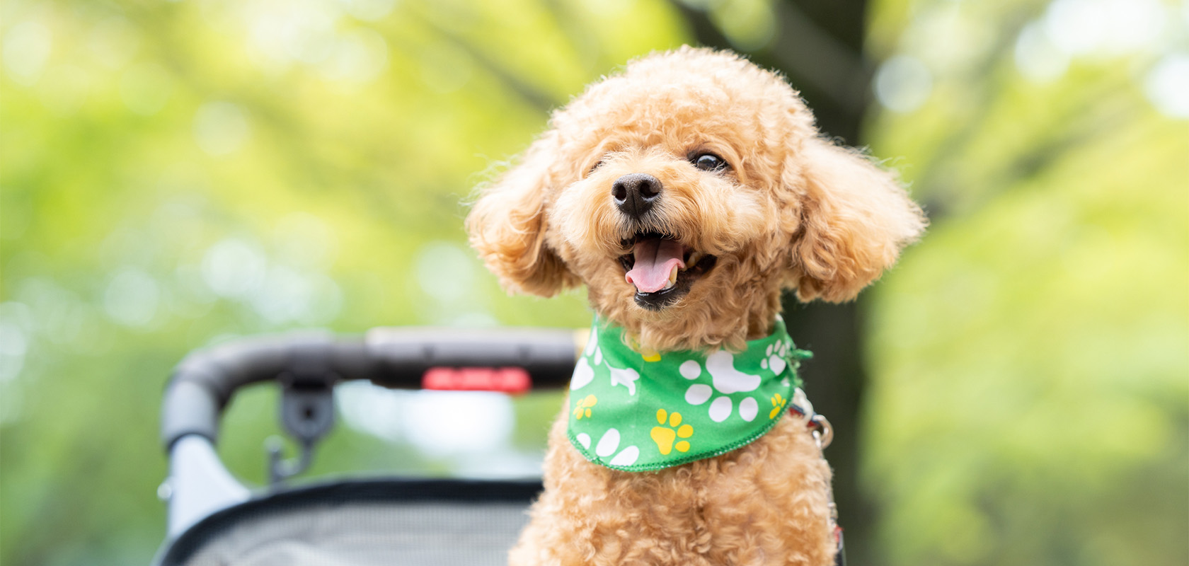 初めて愛犬を飼う人はお迎えの準備を整えよう