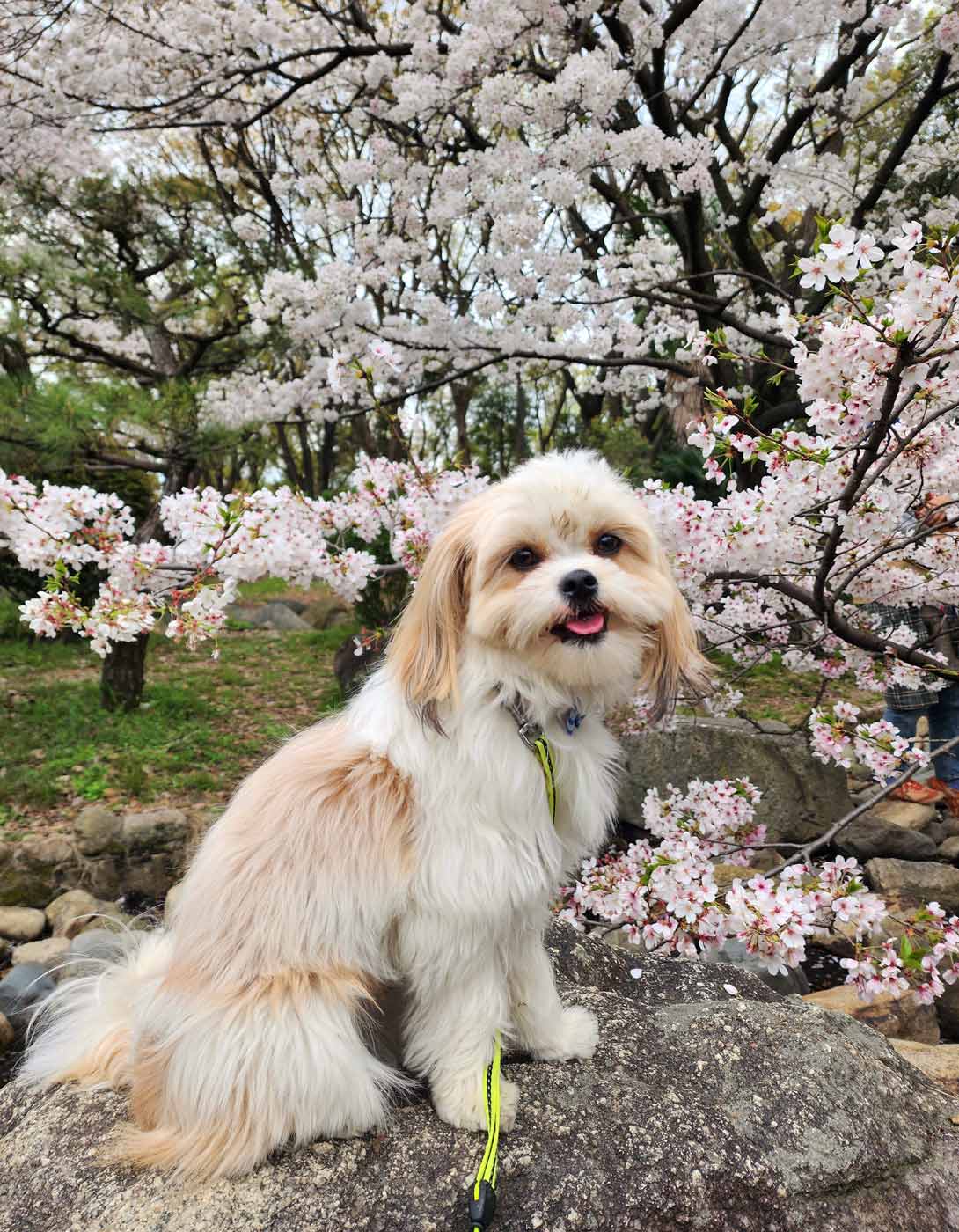 チワシーズーの成犬