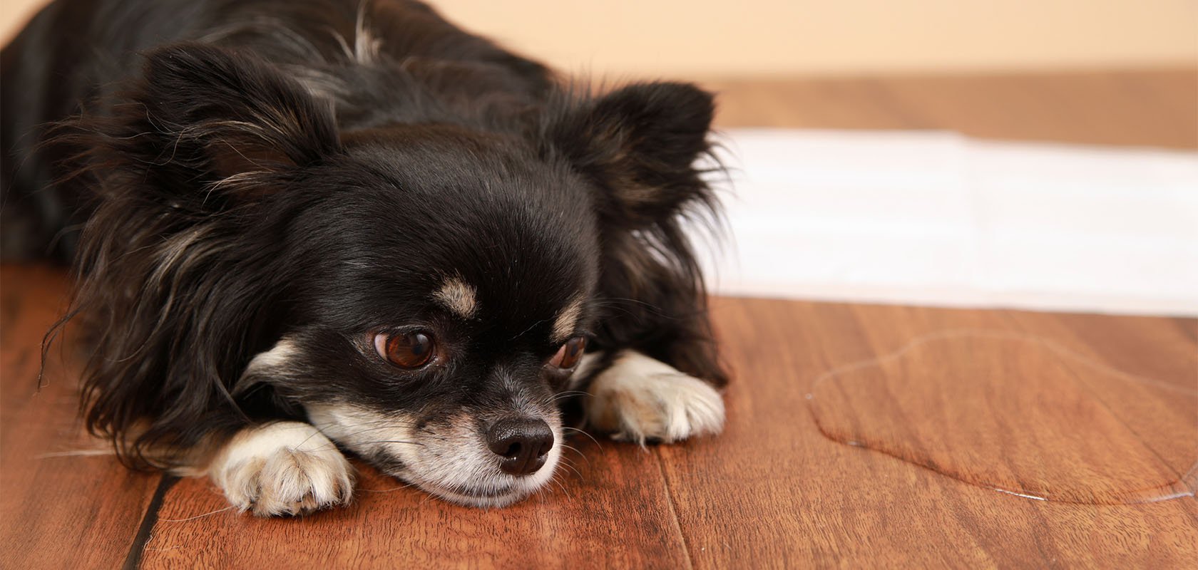 共働きで愛犬を飼う場合に困りやすいこと