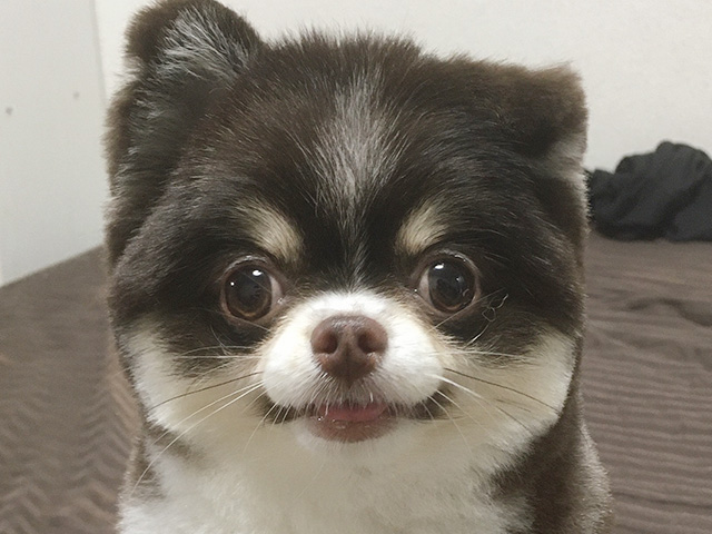 ポメチワ(1歳)