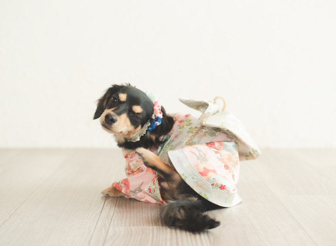 チワックスの成犬