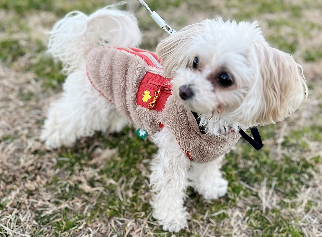 マルプーの成犬
