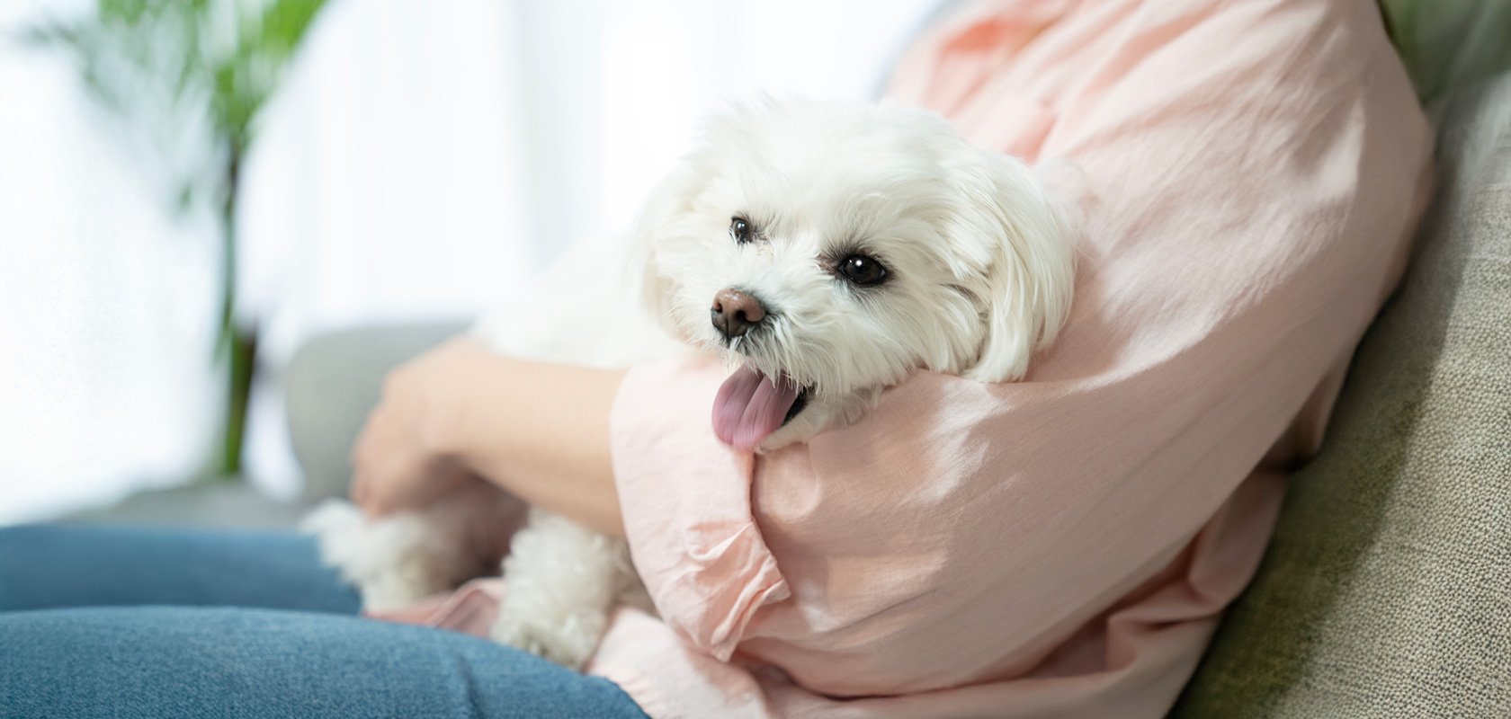 犬アレルギーでも飼いやすい犬種5選
