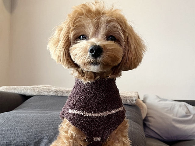 マルプーの成犬