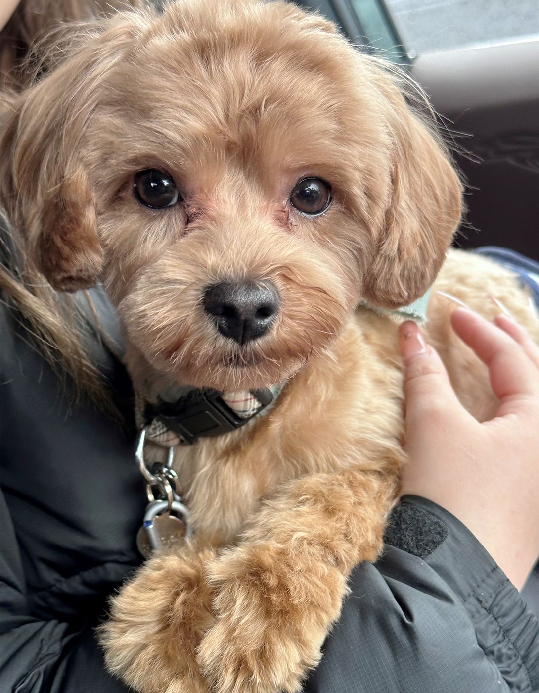 マルプーの成犬