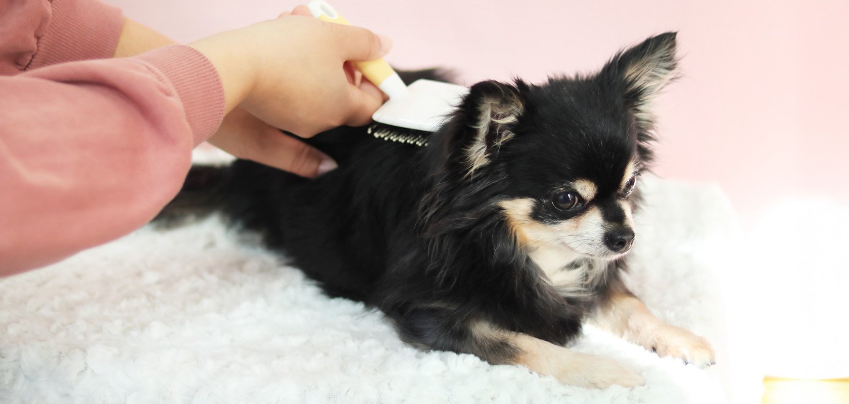 【お手入れ編】初心者が知っておきたい愛犬の飼い方
