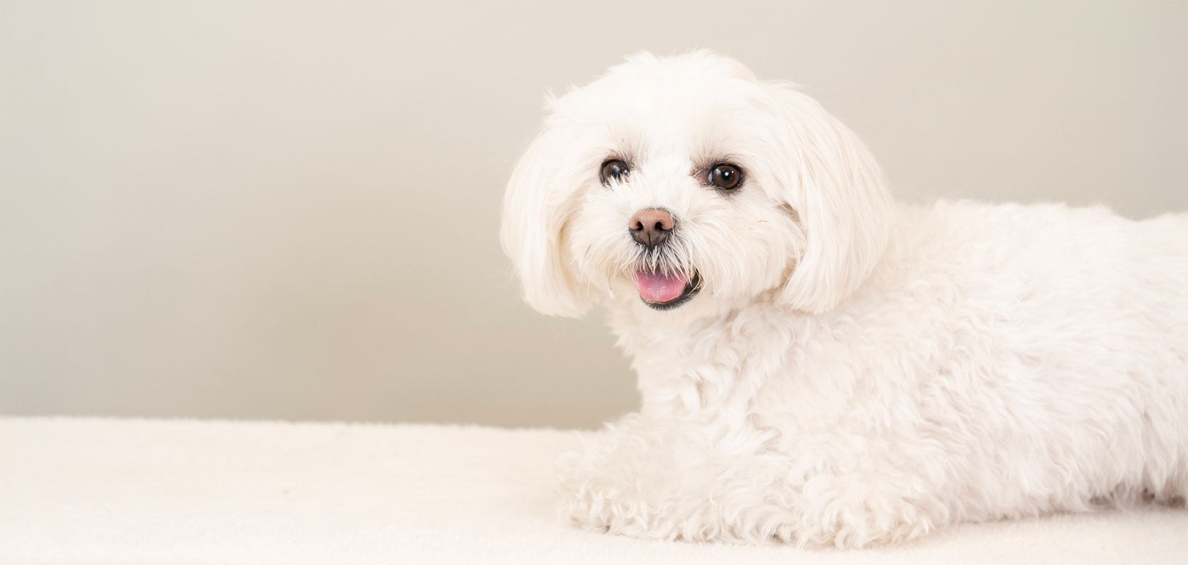 【小型犬】吠えない・吠えにくい犬種3選