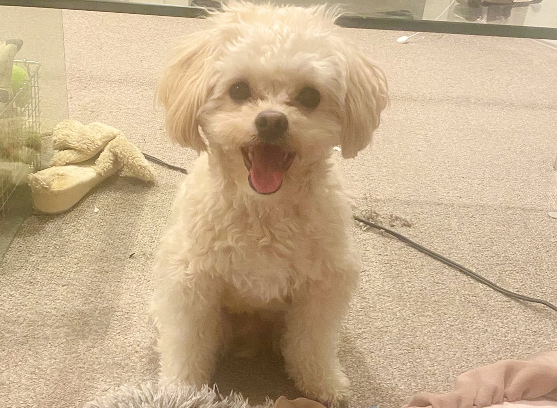 チワプーの成犬
