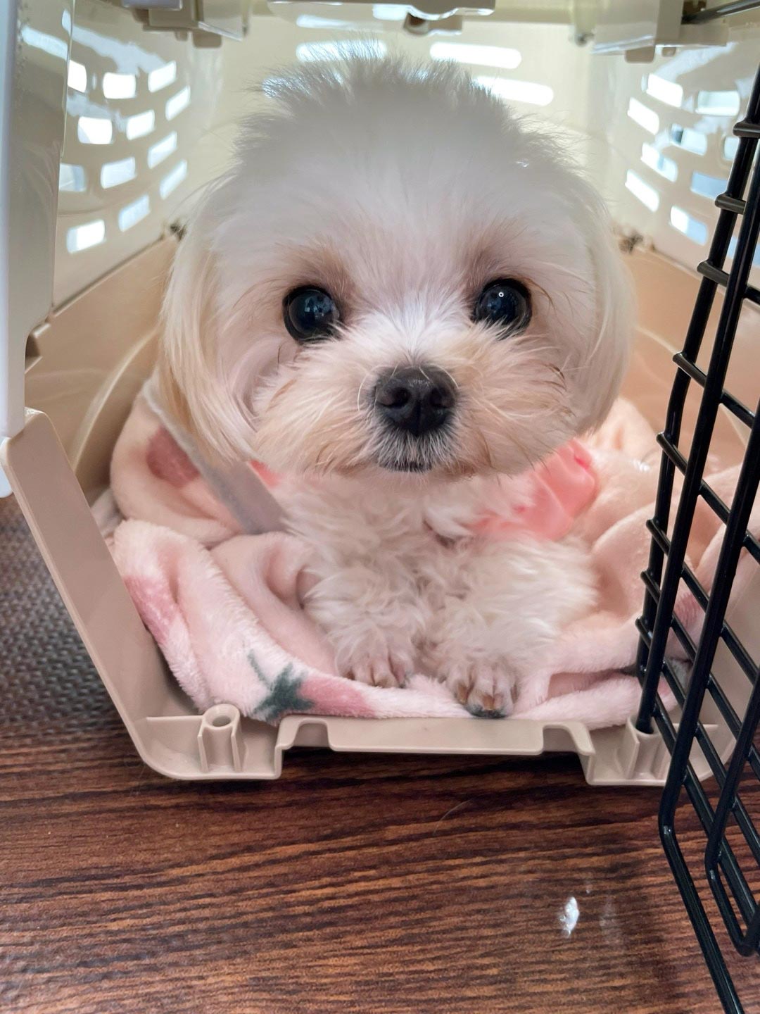 チワマル
