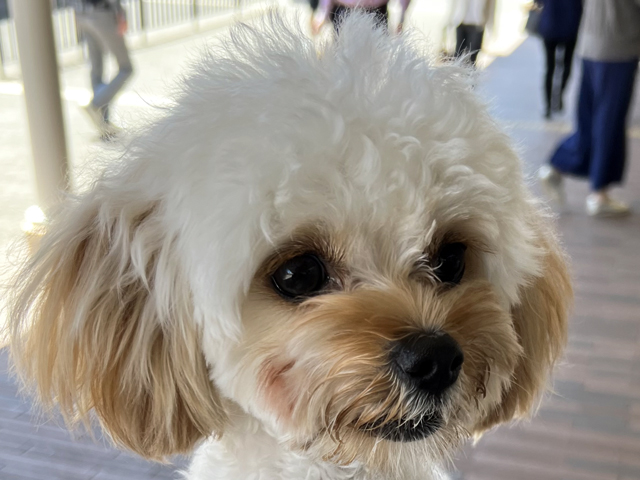 チワプーの成犬