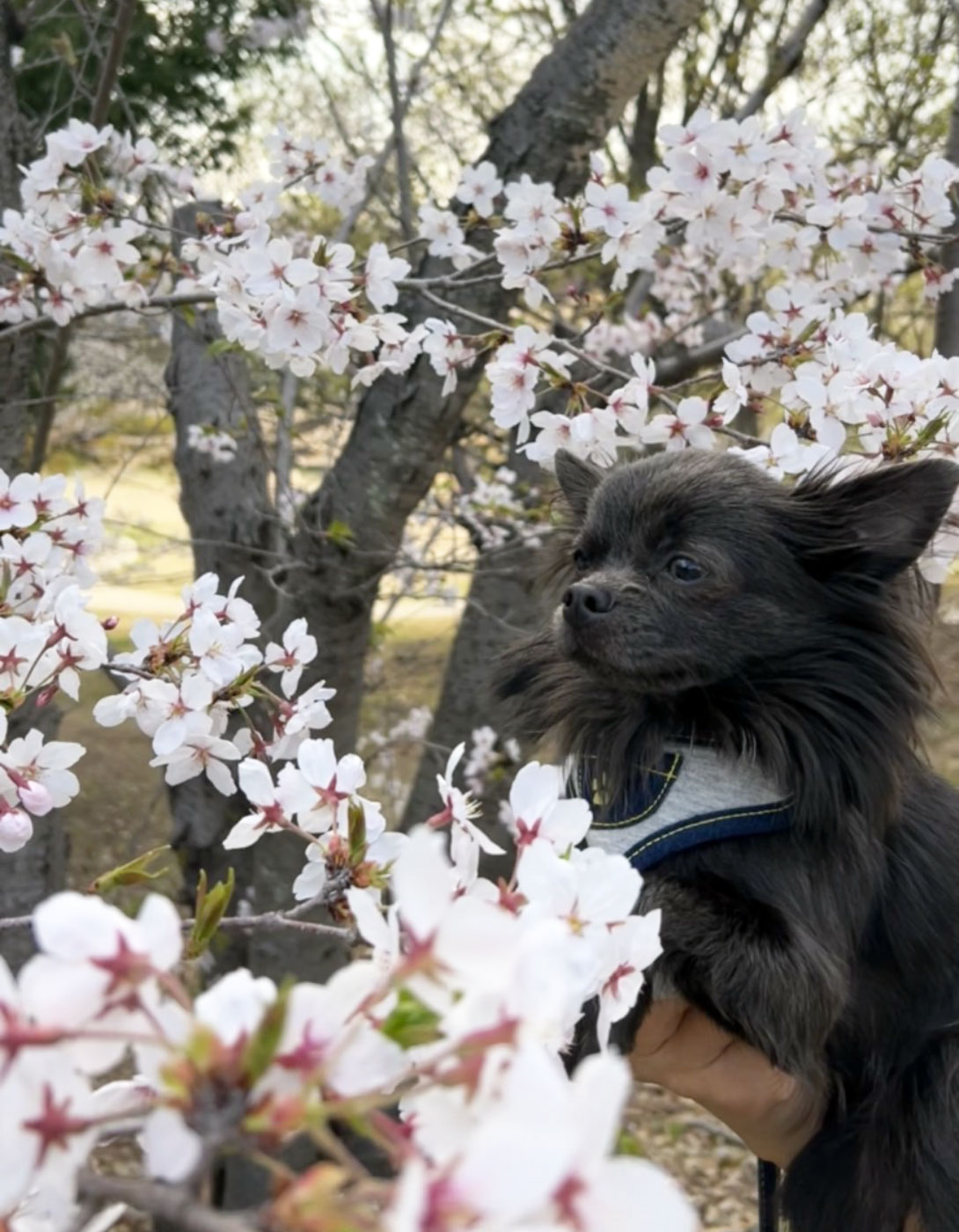 チワペキの成犬