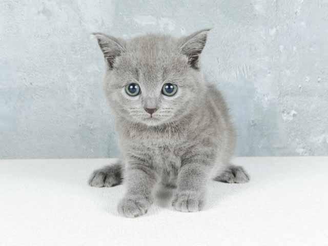 ブルーのブリティッシュショートヘア