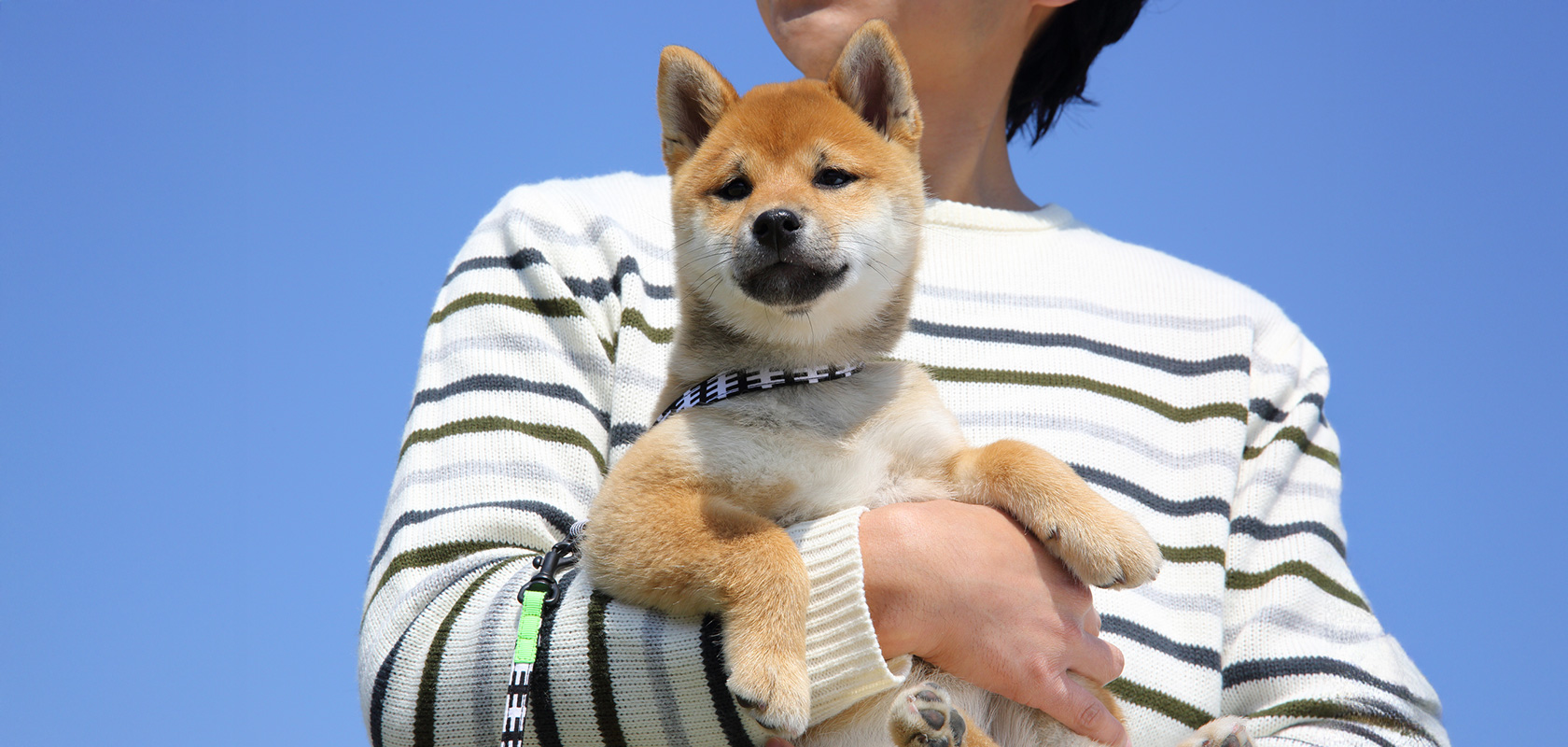 【ワクチン接種完了前】子犬の散歩の慣らし方・トレーニング