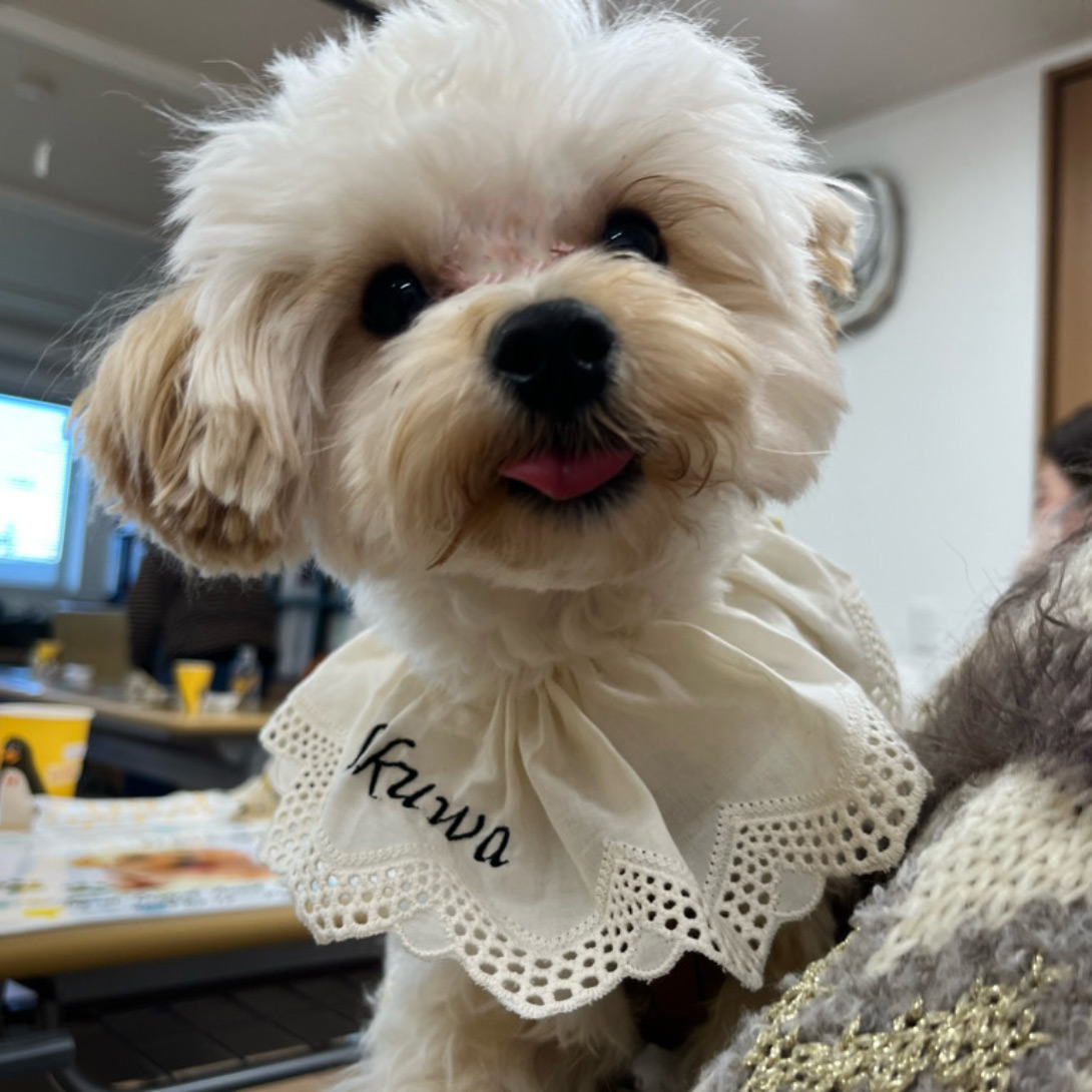 マルプーの成犬