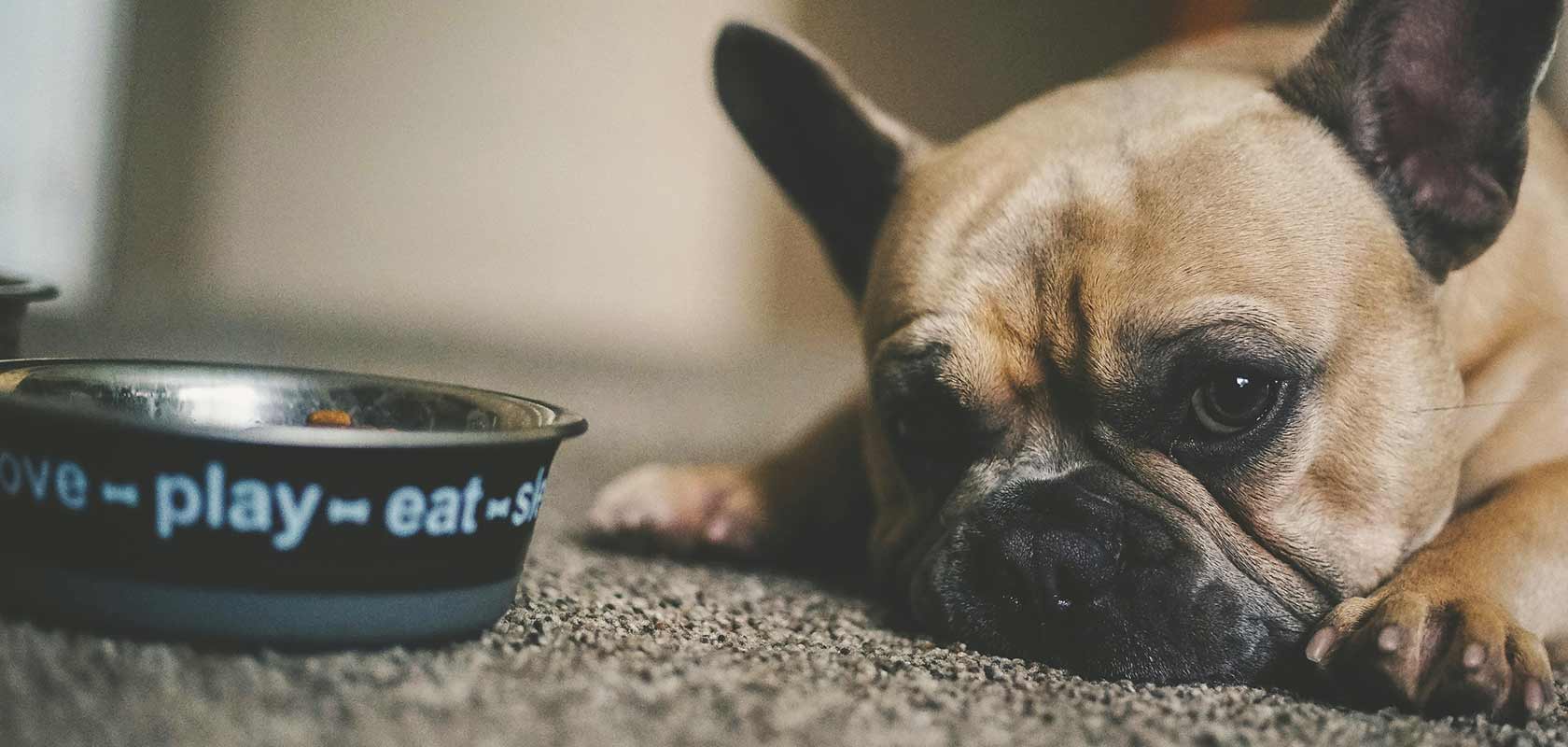 「いま」知ってほしい！ペットのウェルネスコラム