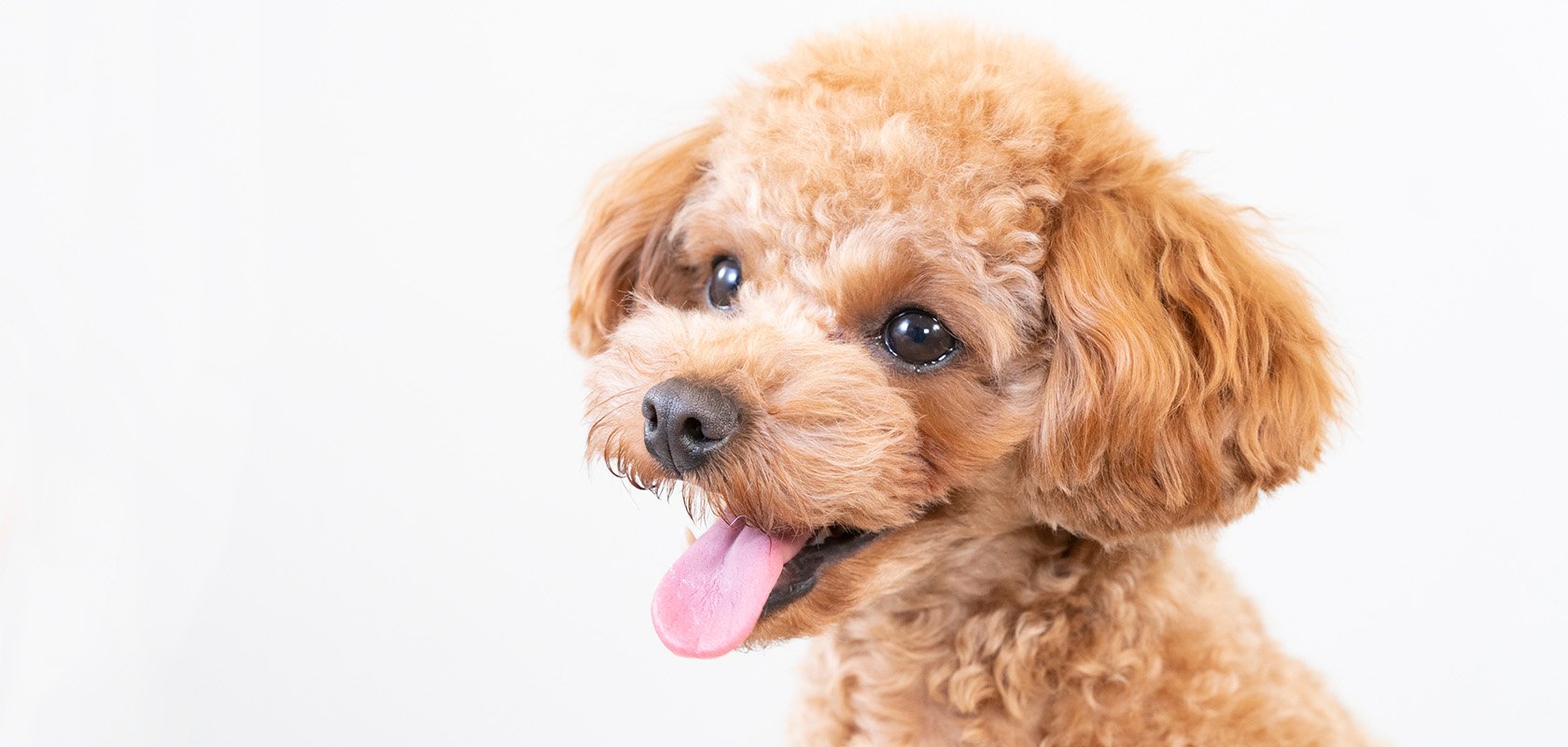 しつけやすい(育てやすい)初心者向けの犬種