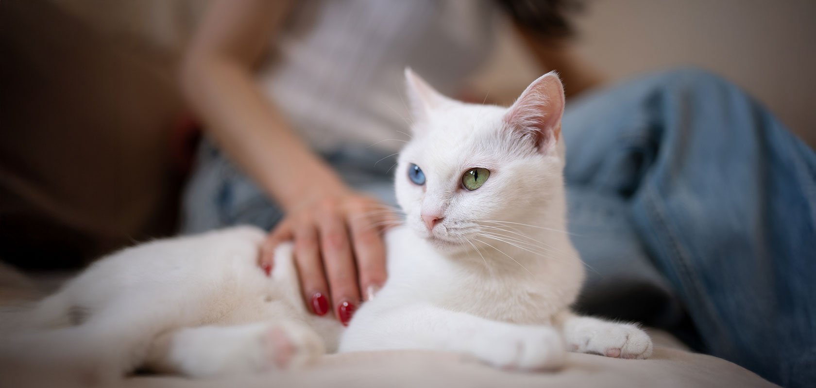 そもそも猫アレルギーとは？