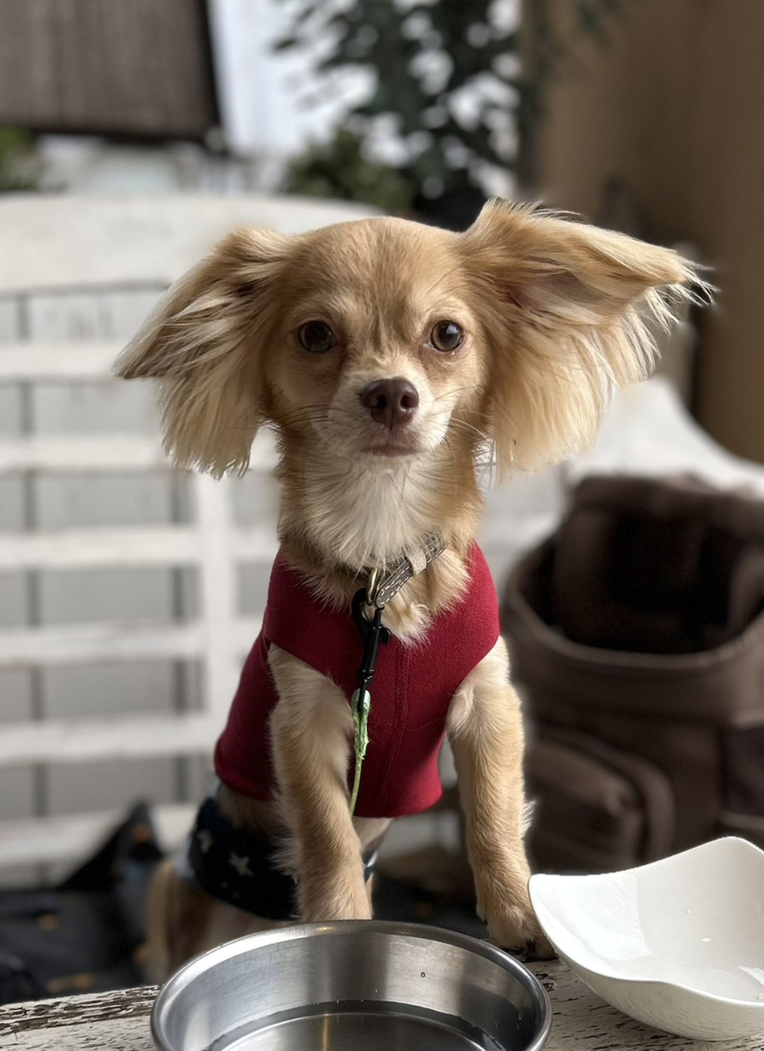 チワックスの成犬