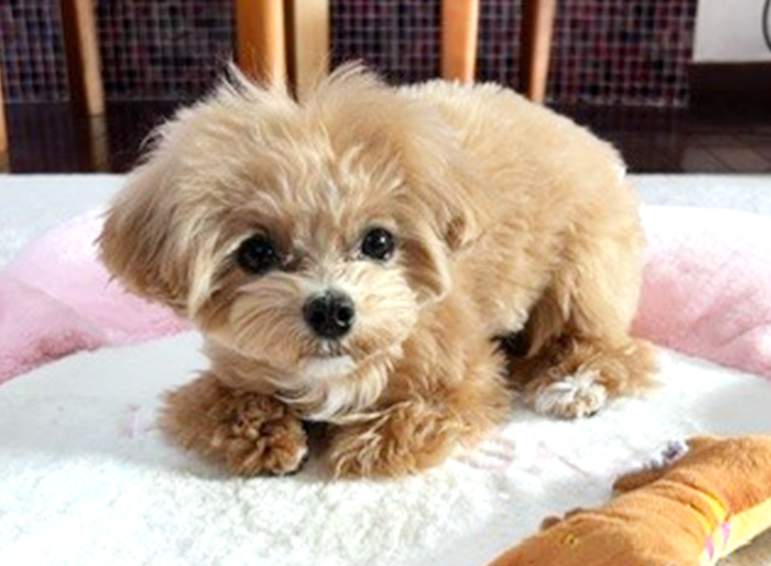 マルプーの成犬