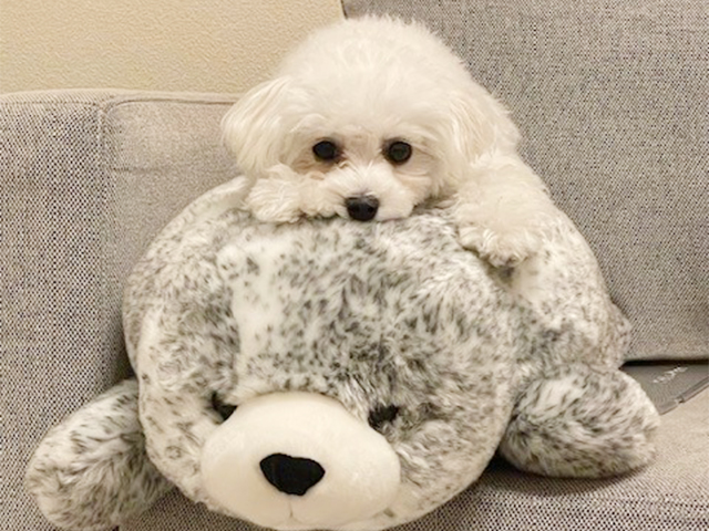 マルプーの成犬