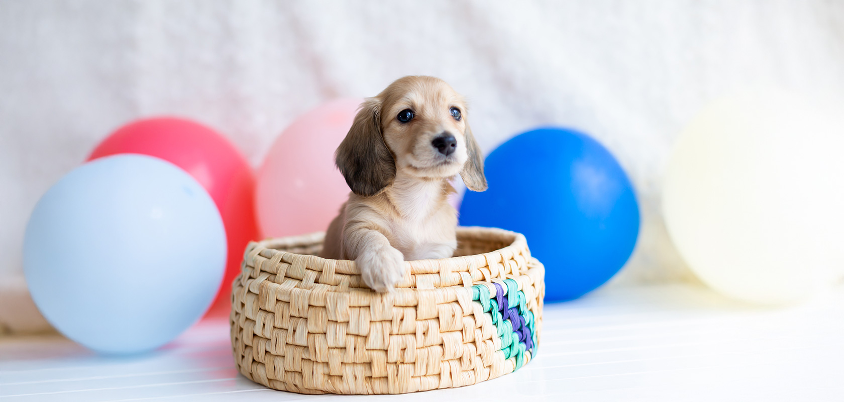 子犬の無駄吠えはしつけで直せる！