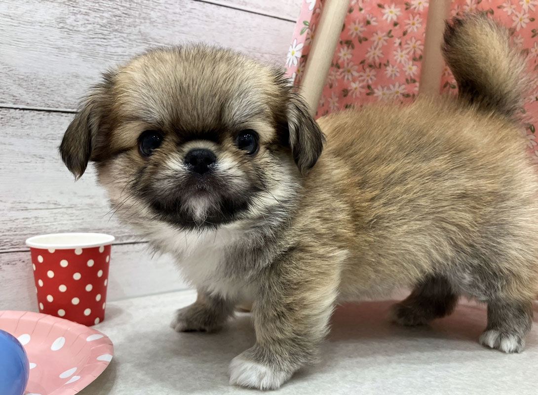 チワペキの成犬