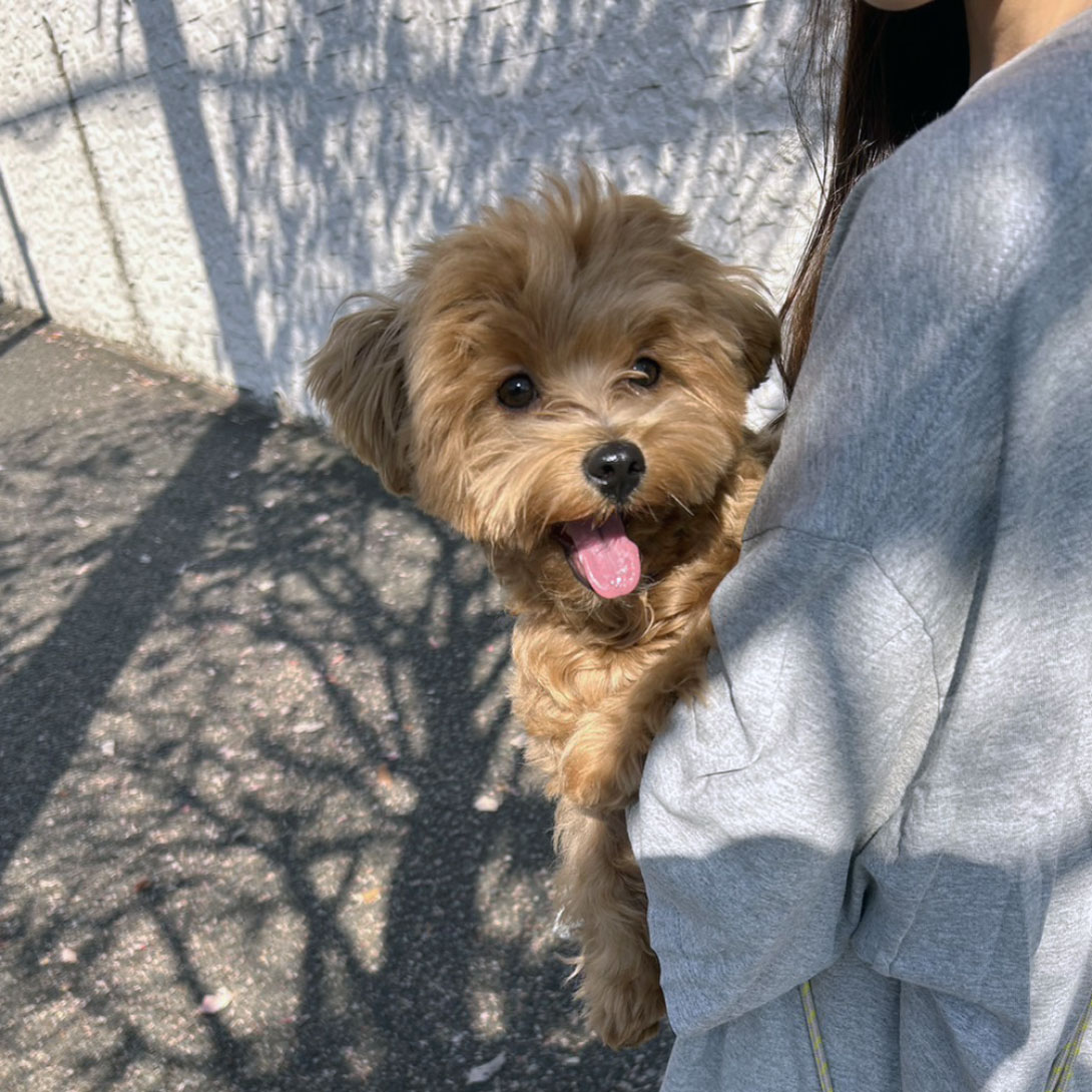 マルプーの成犬