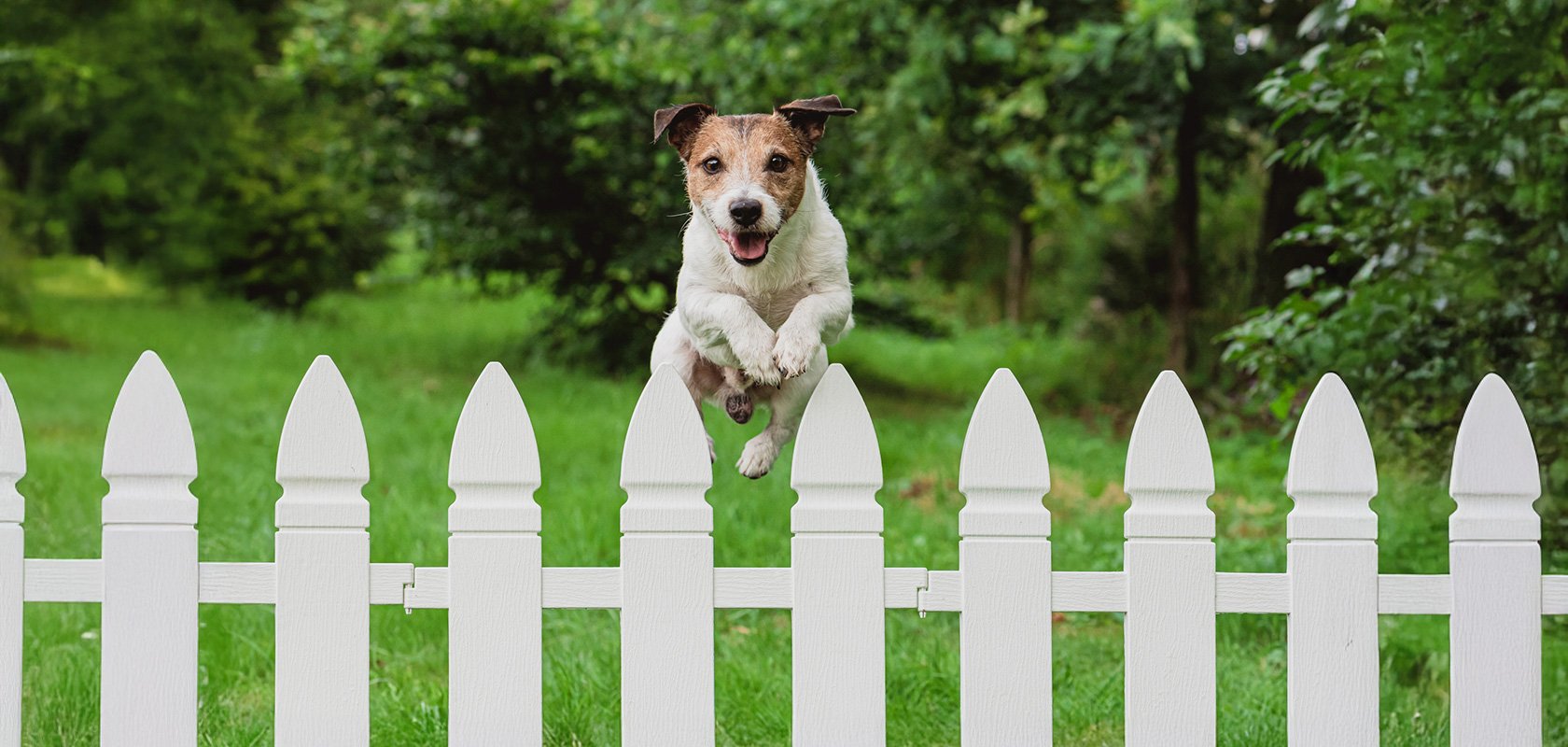 子犬のしつけはお迎え直後から始めよう!