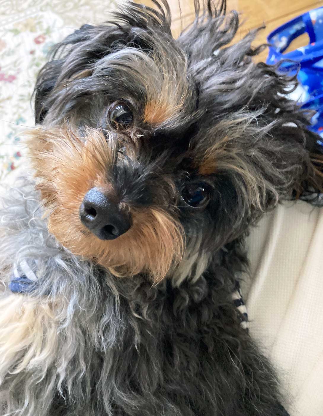 チワプーの成犬