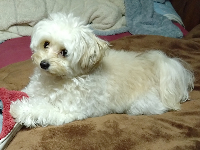 チワプーの成犬
