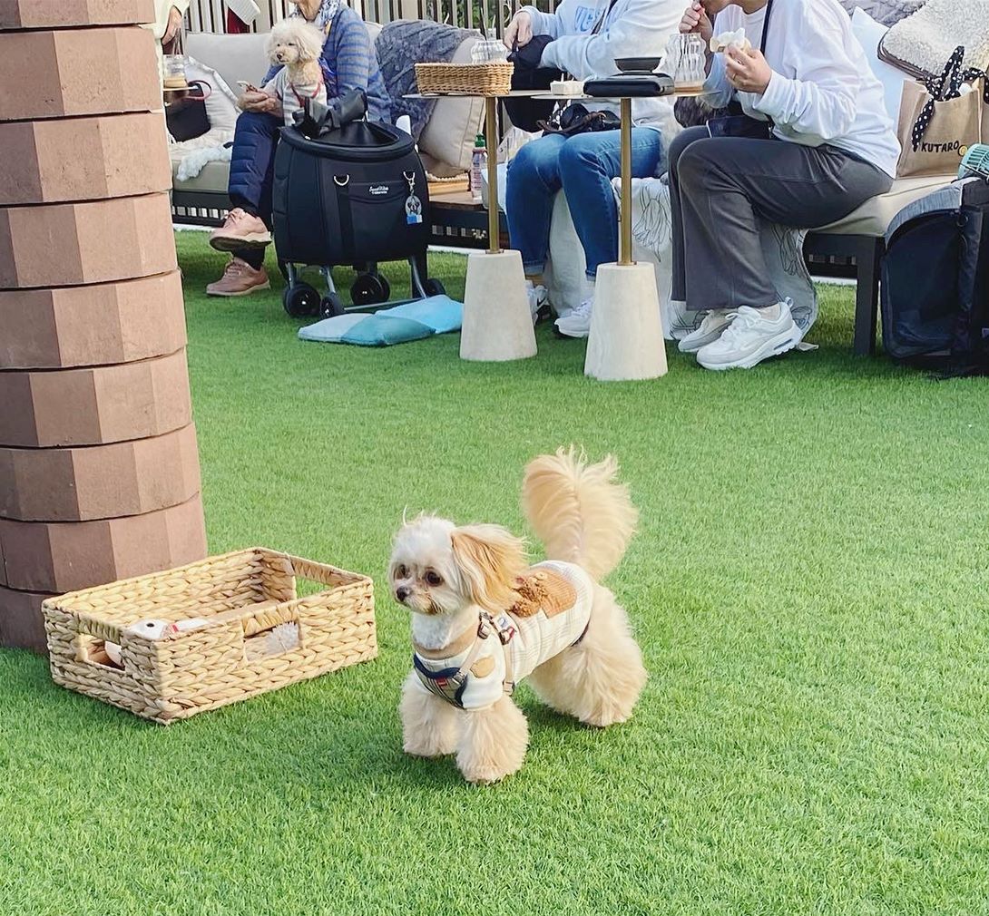チワプーの成犬