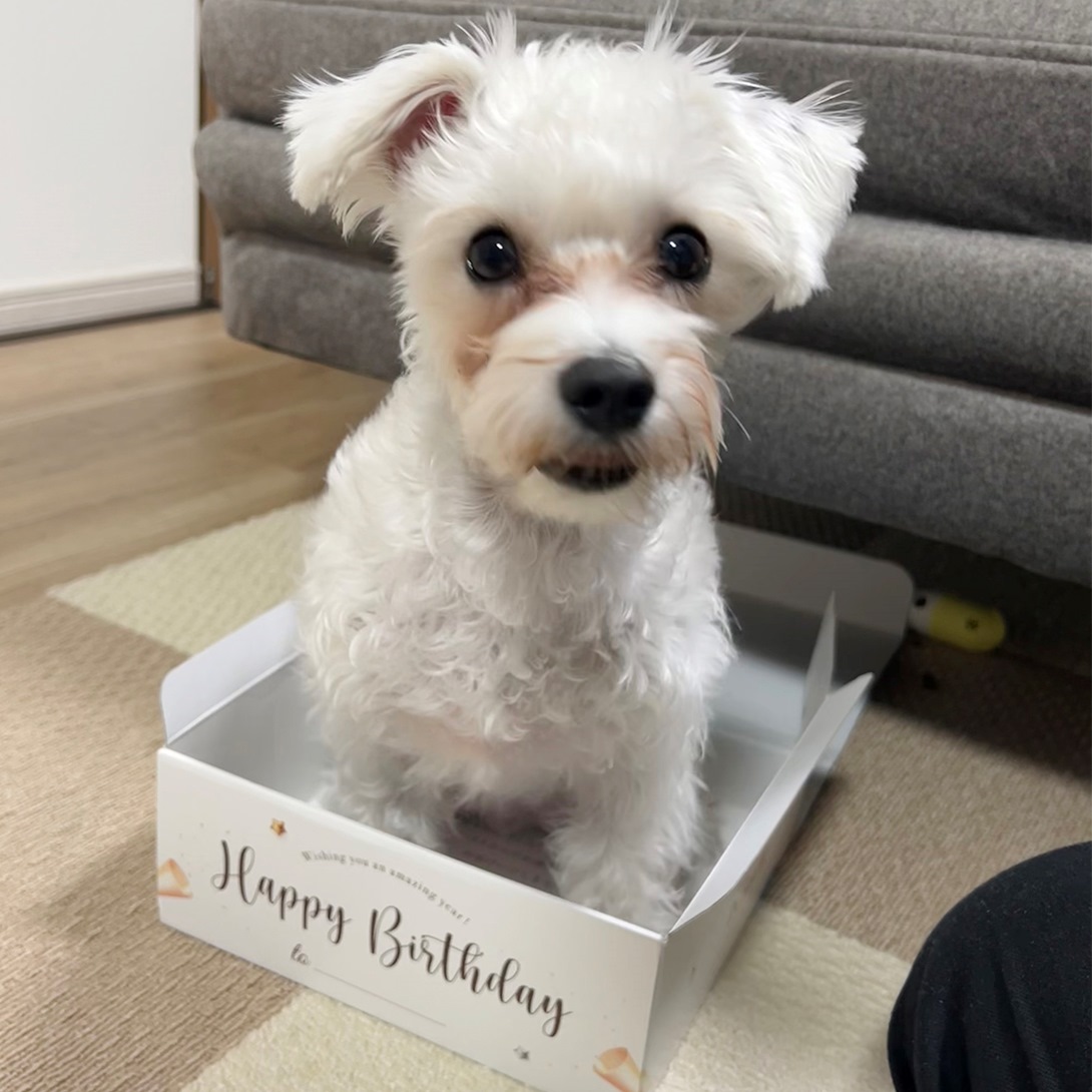 マルプーの成犬