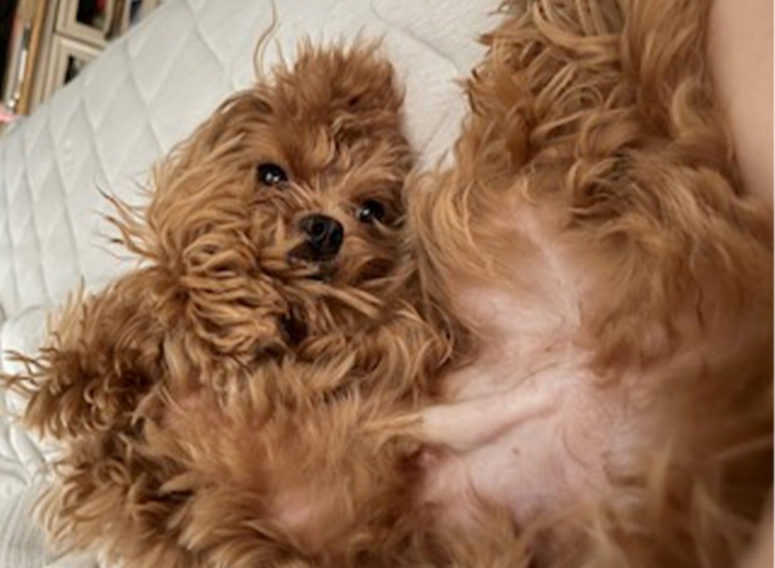 マルプーの成犬