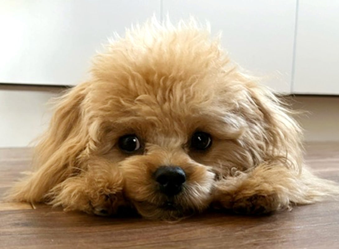 ペキプーの成犬