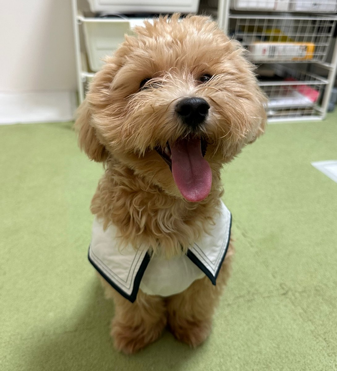 マルプーの成犬