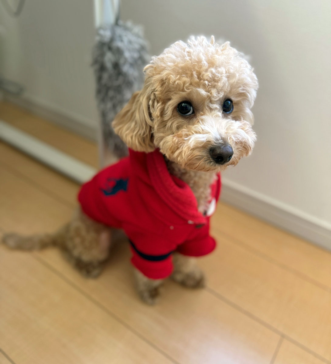 マルプーの成犬