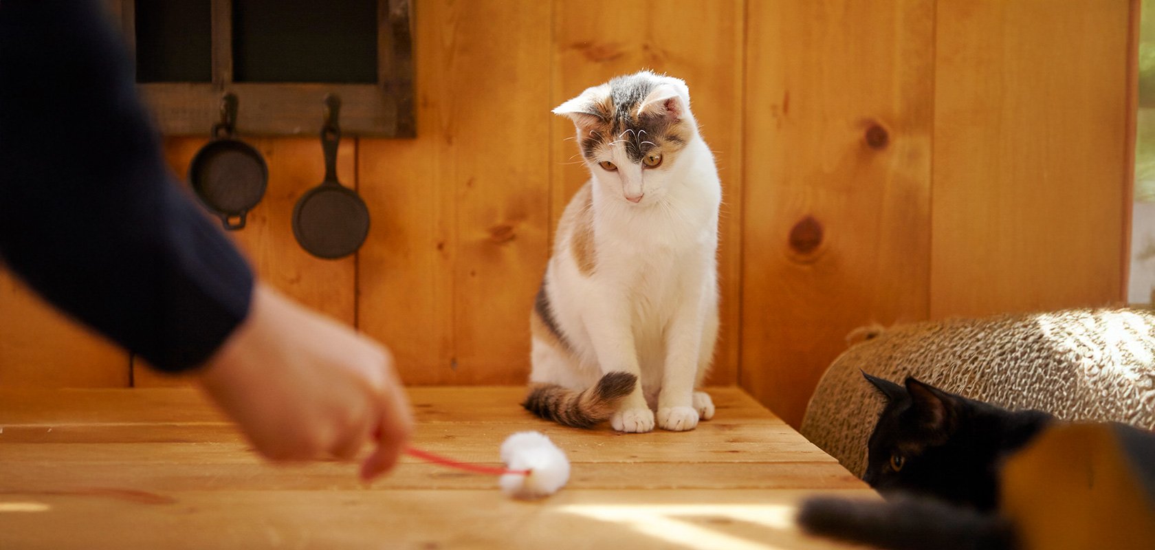 ネコちゃんの性格タイプ