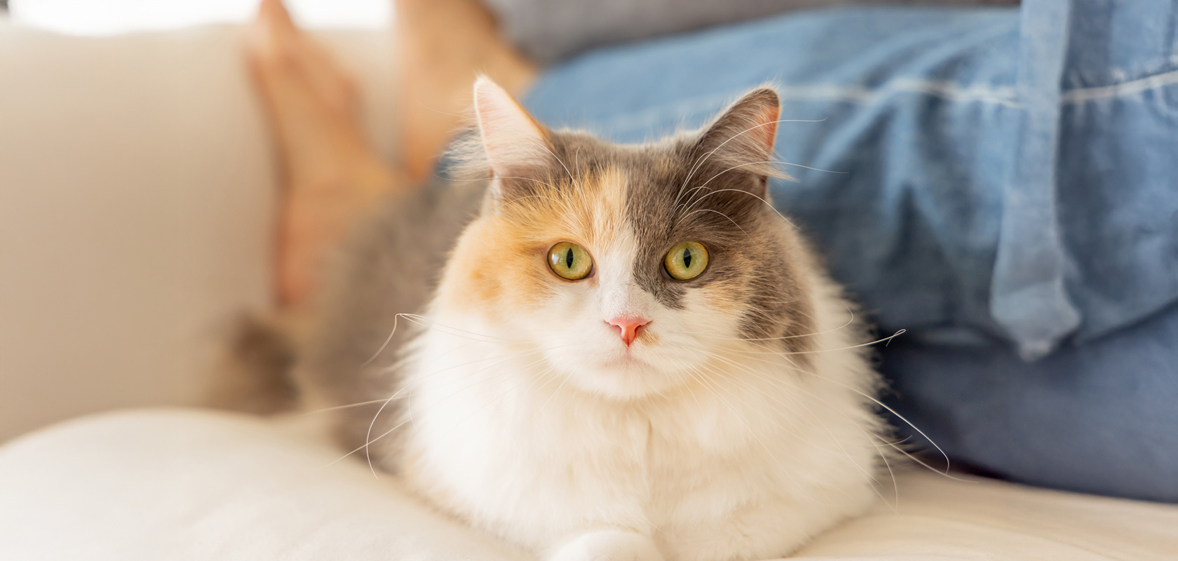 ネコちゃんを飼うのに必要な費用