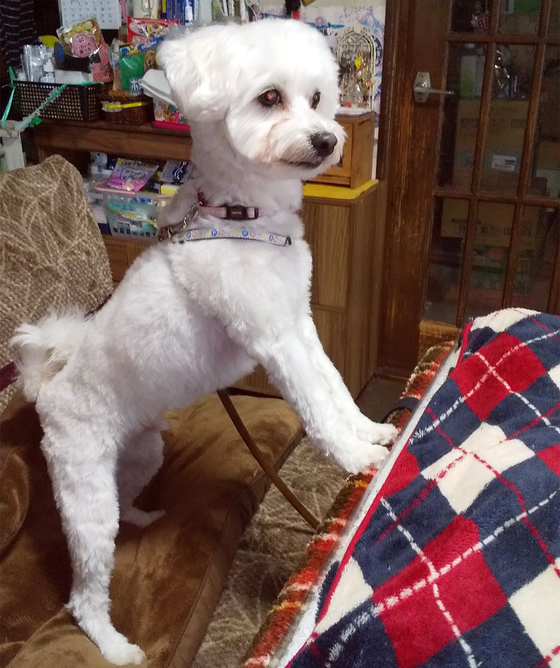 マルプーの成犬