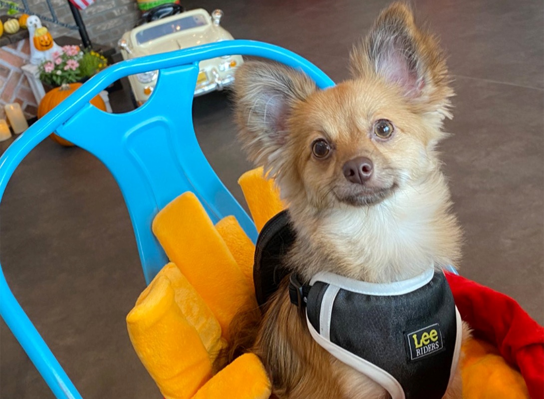 ポメチワの成犬